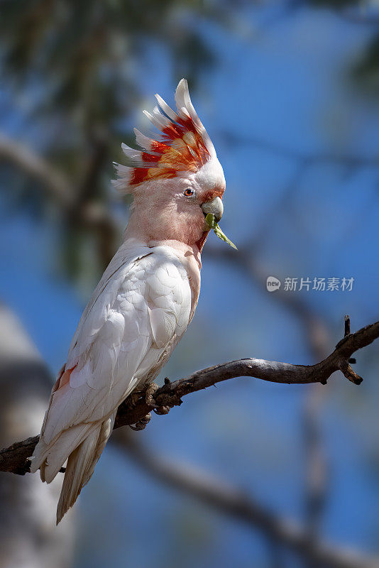 米切尔少校的凤头鹦鹉(Lophochroa leadbeateri)